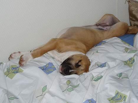 Amerikansk staffordshire terrier Tyson billede 7