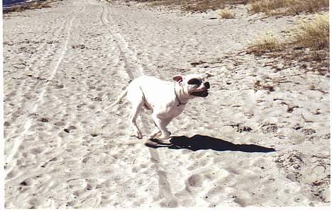 Amerikansk bulldog Østergaard´s Carlos billede 15