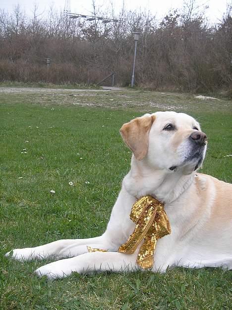 Blanding af racer Trunte R.I.P. - Mmmh, en spændende duft... (Fotograf: Freja Holst Nielsen) billede 12