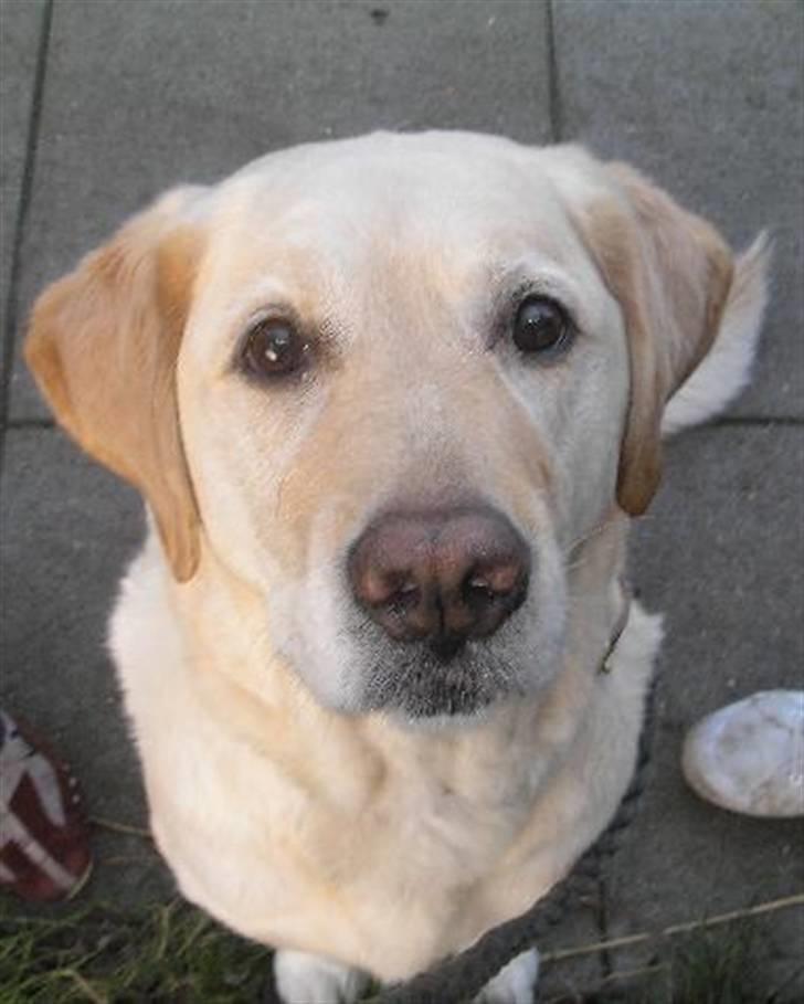 Blanding af racer Trunte R.I.P. - Trunte tigger :) (7. november 2006) (Fotograf: mig) billede 13