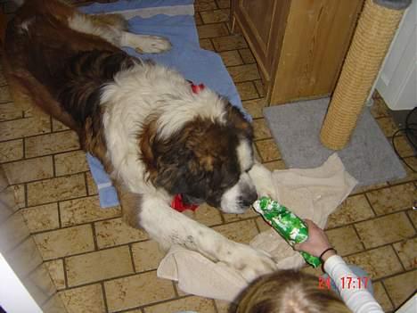 Sankt bernhardshund Hannibal - hanni får sin julegave :] billede 5