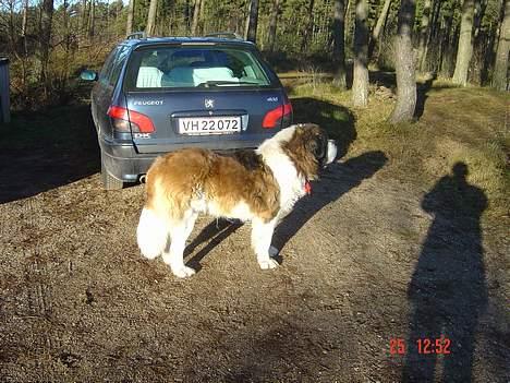 Sankt bernhardshund Hannibal - vi er ude i skoven :] billede 6