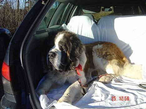 Sankt bernhardshund Hannibal - Ligger pænt i bilen :} billede 7