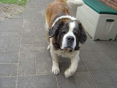 Sankt bernhardshund Hannibal - Jeg kommer nu :] billede 8