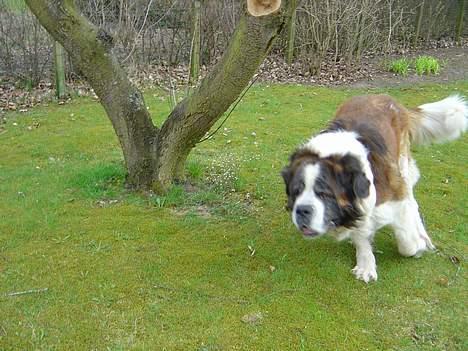 Sankt bernhardshund Hannibal - Jeg løber :] billede 9