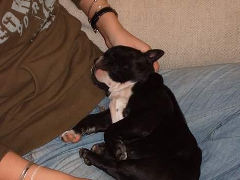 Fransk bulldog Gizmo billede 8