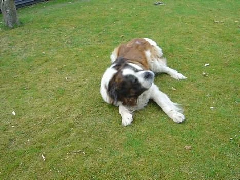 Sankt bernhardshund Hannibal - Åh, ha :] billede 10