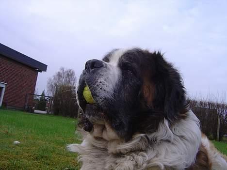 Sankt bernhardshund Hannibal - jeg er kongen :] billede 11