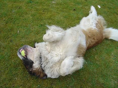 Sankt bernhardshund Hannibal - Ruller mig :] billede 12