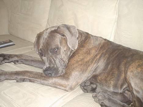 Blanding af racer Kovaz R.I.P - go away allready. Sleeping here billede 7