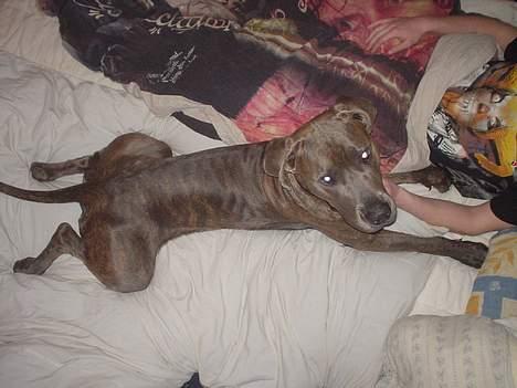 Blanding af racer Kovaz R.I.P - Yes I am in fact part frog billede 8