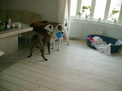 Amerikansk bulldog Erikssons Cassius Clay,  - ja prøv du at tage bolden. jeg er bare større , lidt endnu  billede 13