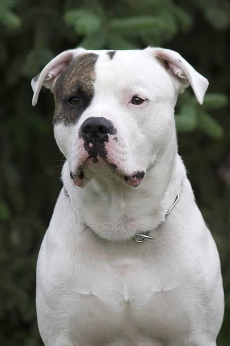 Amerikansk bulldog Erikssons Cassius Clay,  - nyt juni 2006 billede 14