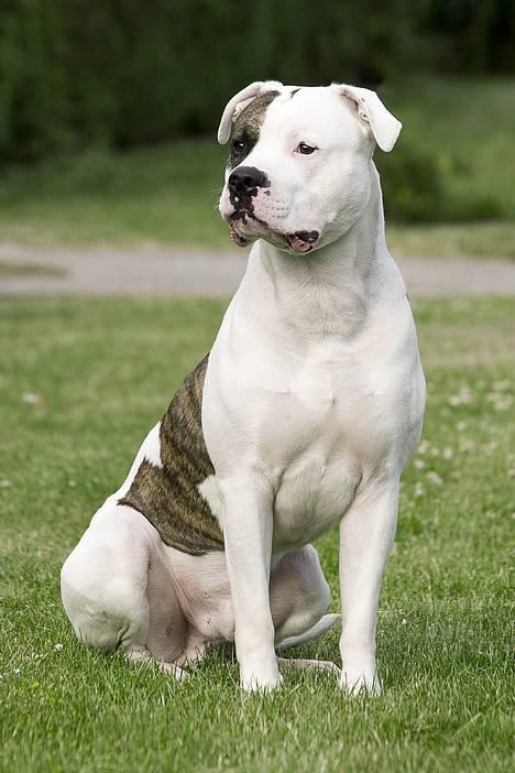 Amerikansk bulldog Erikssons Cassius Clay,  - nyt juni 2006 billede 15