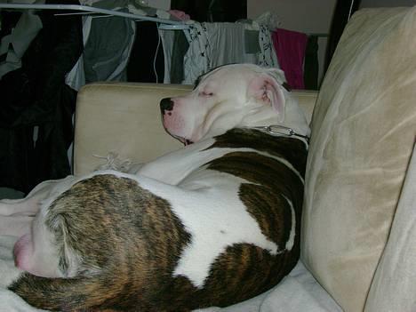 Amerikansk bulldog Erikssons Cassius Clay,  - puha en hård dag... billede 16