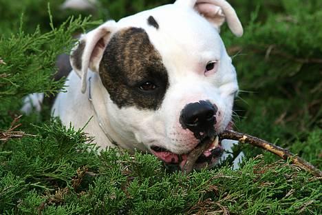Amerikansk bulldog Erikssons Cassius Clay,  - nyt juni 2006. tyson ligger stadig i træet. billede 17