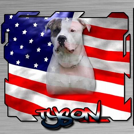 Amerikansk bulldog Erikssons Cassius Clay,  - tak for billede christian.. smiler super flot billede 18