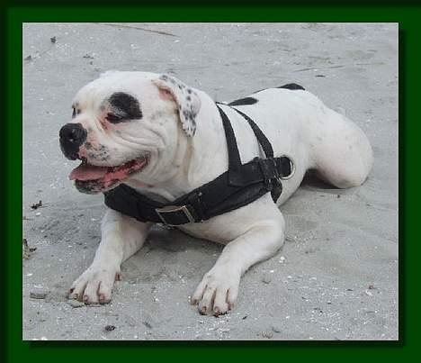 Amerikansk bulldog Barkentin's Anja billede 10