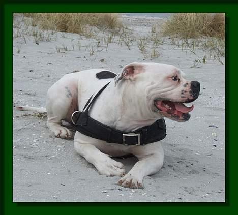 Amerikansk bulldog Barkentin's Anja billede 11