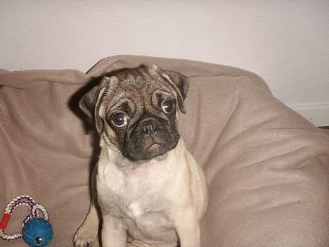 Mops Anton - Er han ikke dejlig billede 1