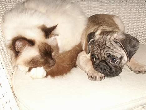 Mops Anton - Han er nu blød, ham Lucas billede 3