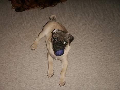 Mops Anton - Antons ynglings bold billede 4