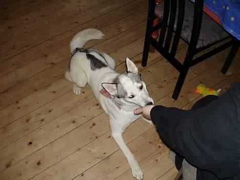 Siberian husky Maggi - Maggi vil gerne nusse og kældes for, hun er altid glad billede 1