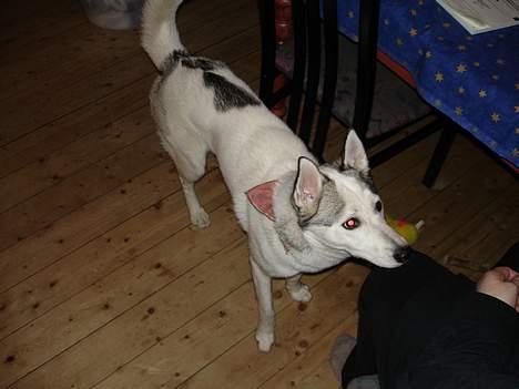 Siberian husky Maggi - Hun kan næste lade være med at tige ved bordet billede 2
