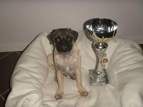 Mops Anton - Den er nu stor den pokal billede 5