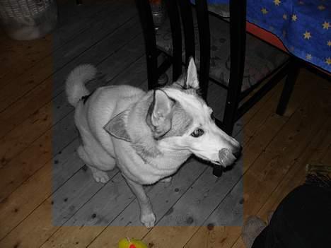 Siberian husky Maggi - Maggi er en fræk lille hund, hun stik tungen ud! billede 3