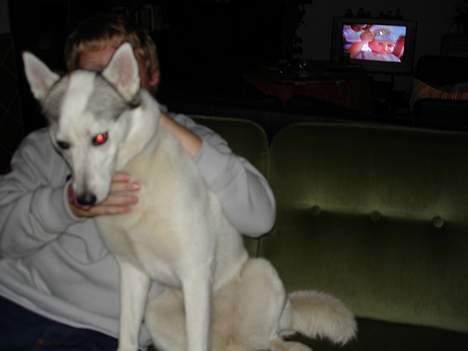 Siberian husky Maggi - Her sidder hun ved kristian billede 4