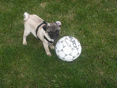 Mops Anton billede 6