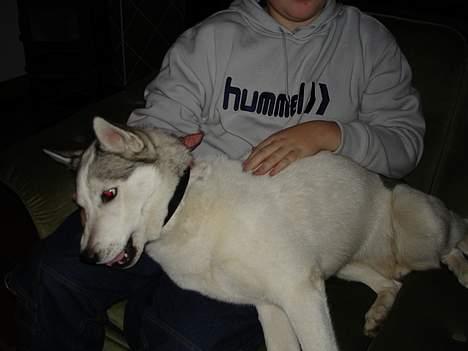 Siberian husky Maggi - Hun kan lide at ligge oppe stolen sammen med kristian de to er meget glade for hinanden billede 5