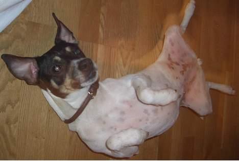 Dansk svensk gaardhund - Freja "Futte" billede 3