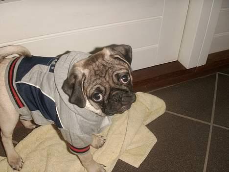 Mops Anton - Mor siger jeg skal ha´ tøj på når det er koldt billede 7