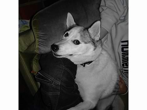 Siberian husky Maggi - Maggi er foto gen, når vi tager karmaret frem sidder hun klar! billede 6