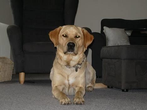 Labrador retriever Max - Er jeg ikke bare flot billede 1