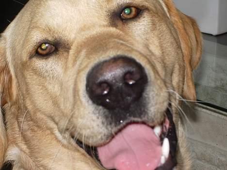 Labrador retriever Max - Kom lidt tætter på. billede 2