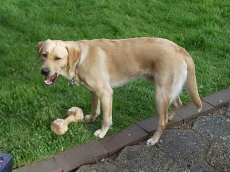 Labrador retriever Max - Kom og leg. billede 3