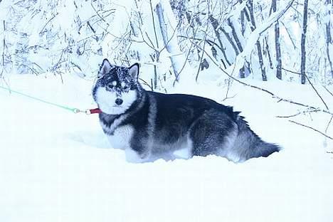 Alaskan malamute Nuna - skøn sne i Østrig billede 7