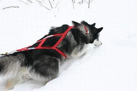 Alaskan malamute Nuna - Nuna tror hun kan høre mus billede 8