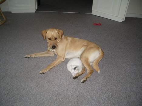 Labrador retriever Max - Mig og min aller bedste ven gismo. billede 4