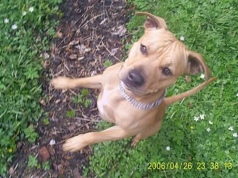 Amerikansk staffordshire terrier 2pac billede 4