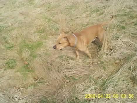 Amerikansk staffordshire terrier 2pac - var de noget noget der billede 5