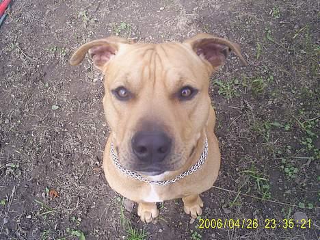 Amerikansk staffordshire terrier 2pac - SE hvor pænt jeg kan sætte billede 6