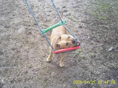 Amerikansk staffordshire terrier 2pac billede 7