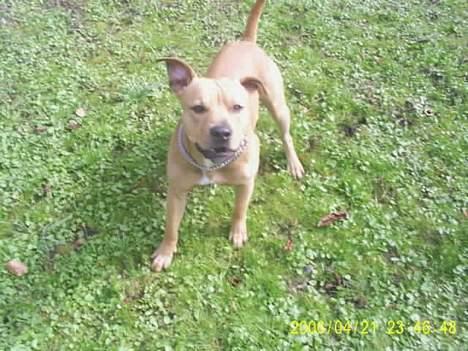 Amerikansk staffordshire terrier 2pac billede 8
