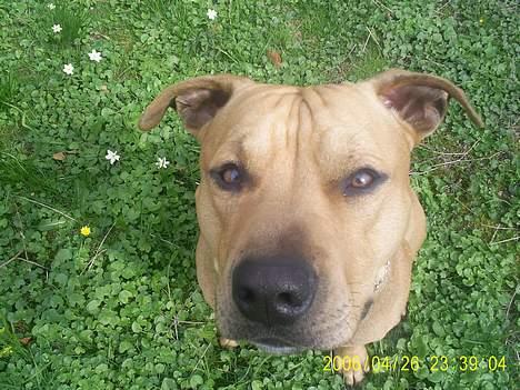 Amerikansk staffordshire terrier 2pac billede 9