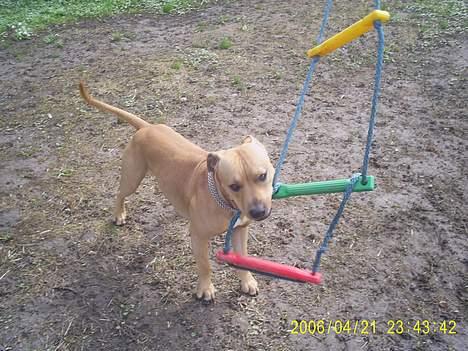 Amerikansk staffordshire terrier 2pac billede 10