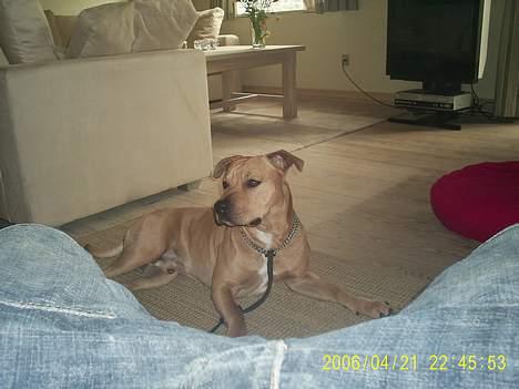 Amerikansk staffordshire terrier 2pac billede 11